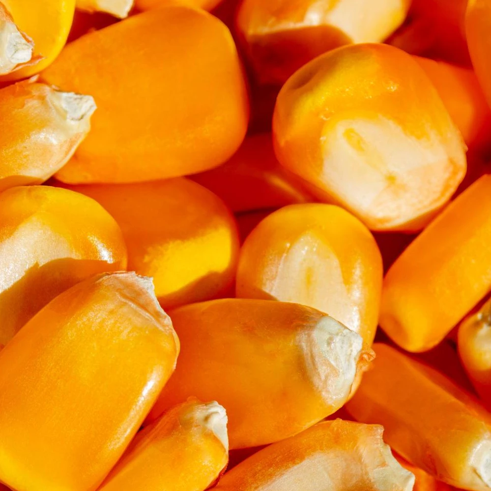 Corn Seed